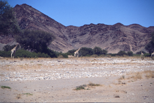 Giraffen in Nambia