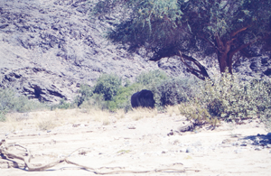 Ein Elefant in Namibia